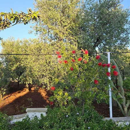 Trullo Septis *